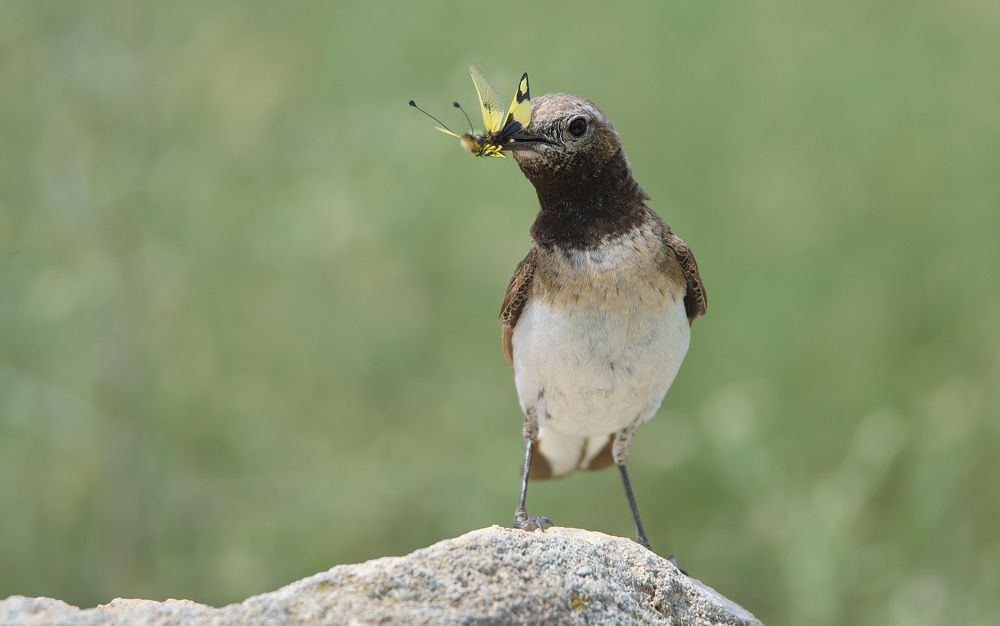 Каменка-плешанка