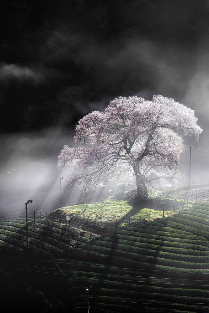 Japan has four seasons.