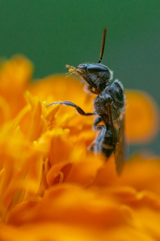 Photograph by Sonnadara Kushan Madushanka