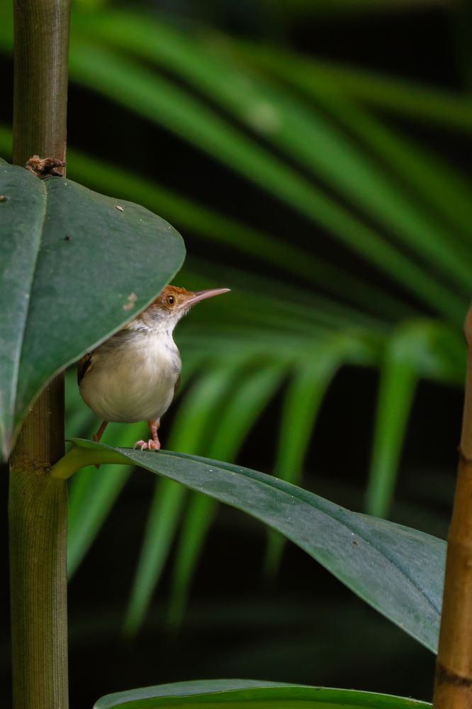 Photograph by Sonnadara Kushan Madushanka