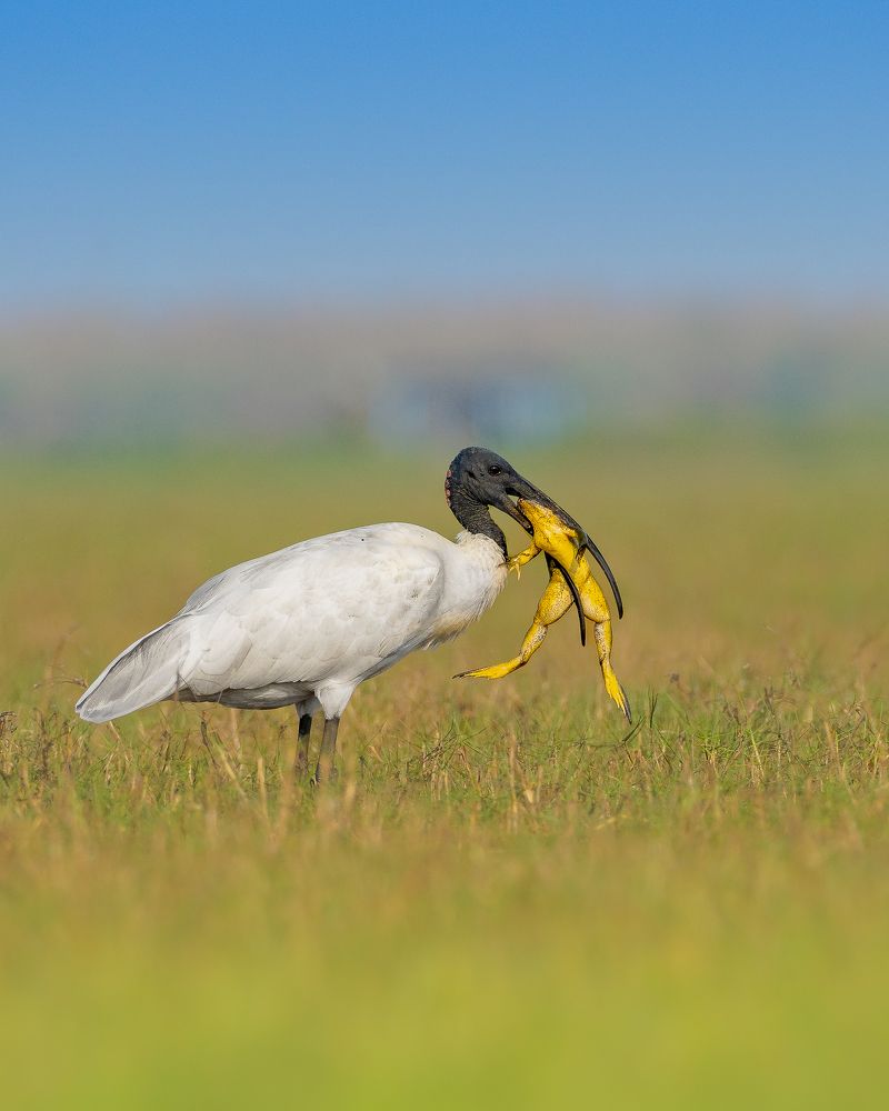Фотография автора Mainak Halder