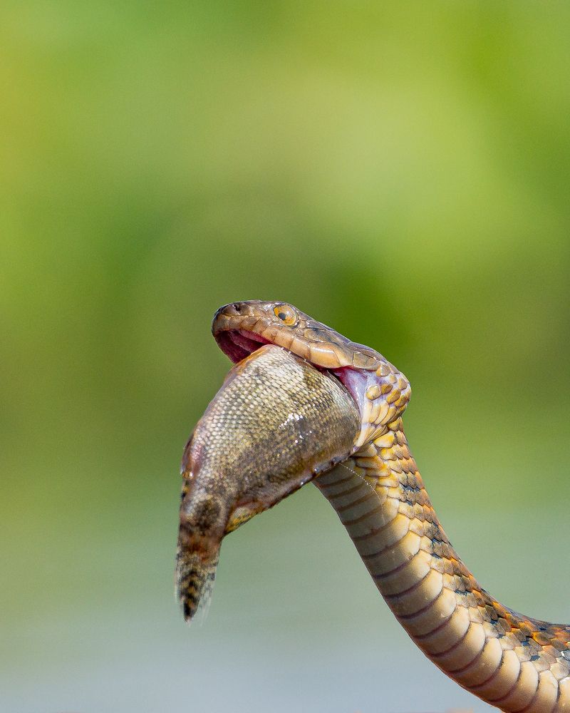 Фотография автора Mainak Halder