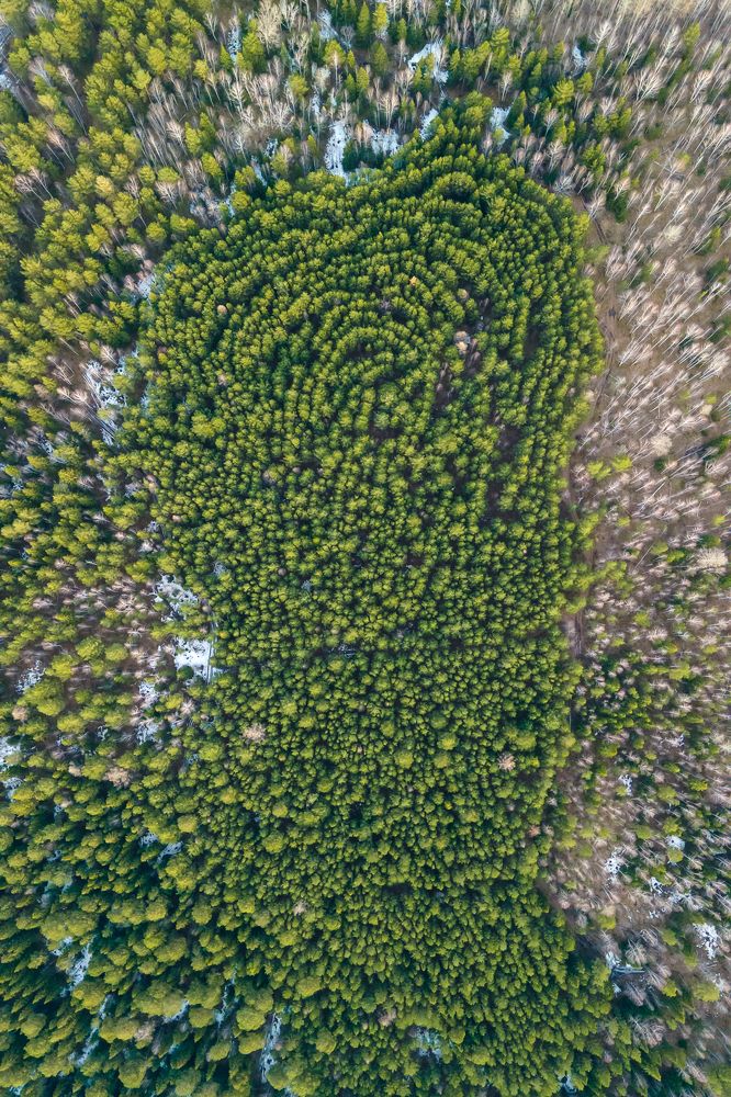 Времена года в лесном лабиринте