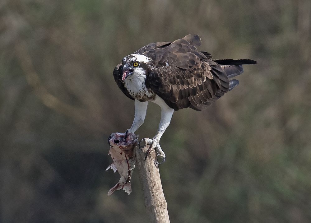 Photograph by Angshuman Mitra