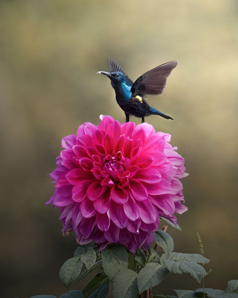 Purple sunbird