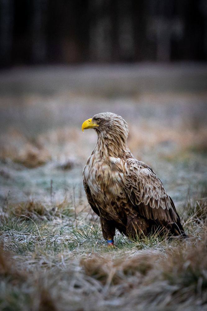 Photograph by Rolandas Valančauskas