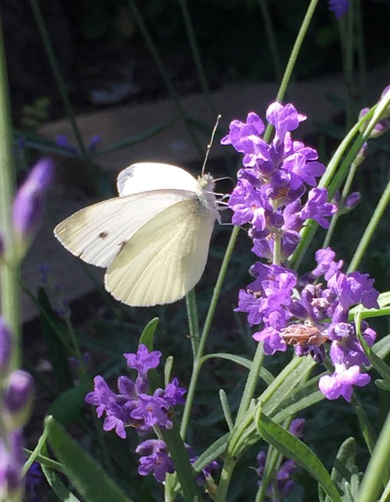 Бабочка на лаванде