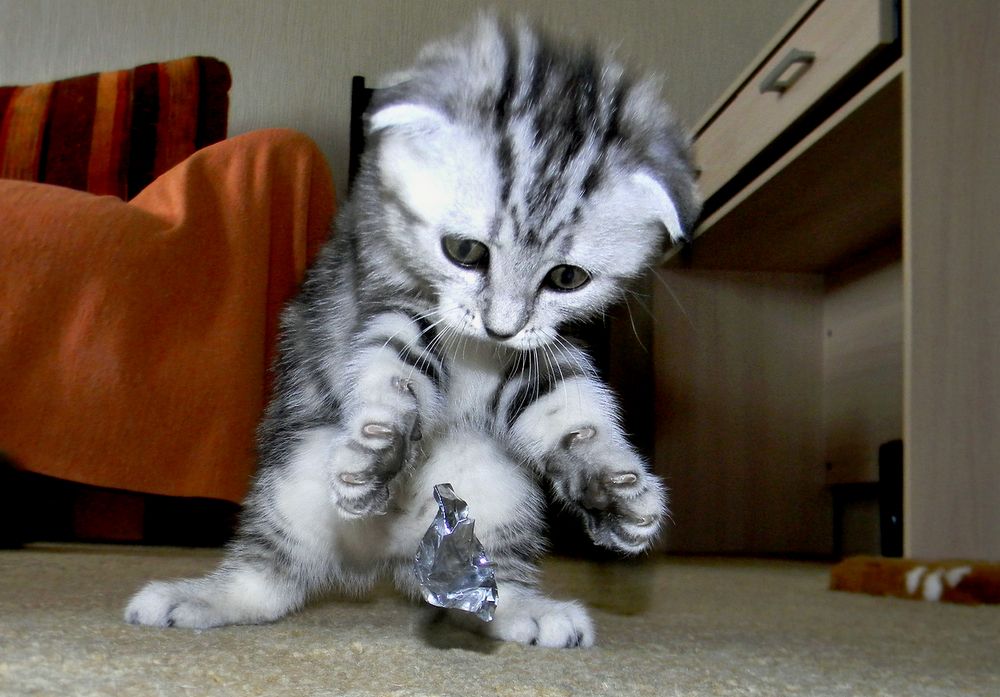 Котёнок прыг да скок