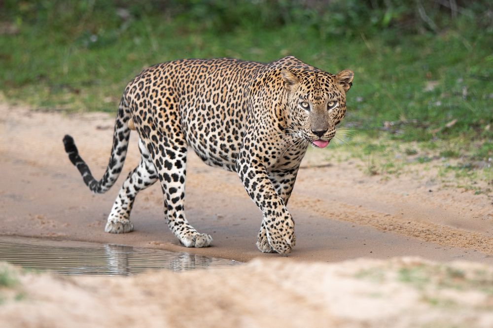 Photograph by Umesh Ranasinghe