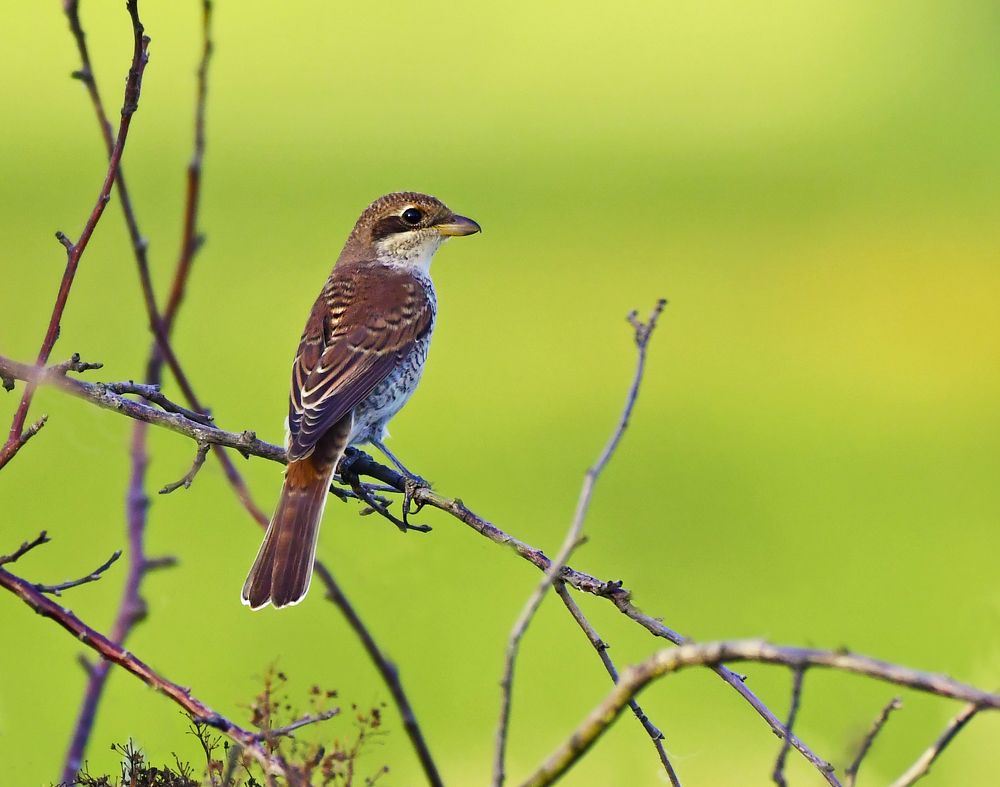 Photograph by Елена