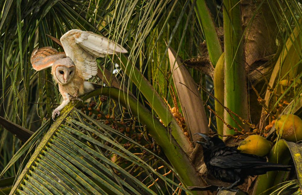 Photograph by Sarbani Chakraborty