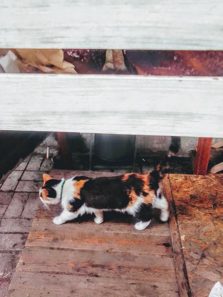 Photograph by Irina Mihailovskaya