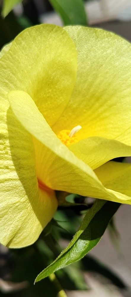 Flores em detalhes