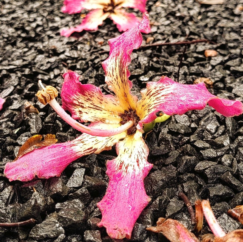 Flores em detalhes