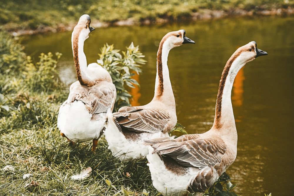 Photograph by Pearliqueur