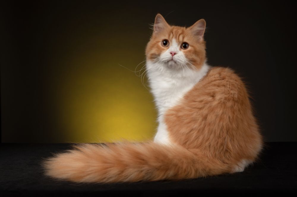 Фотография автора Наталья Ляйс