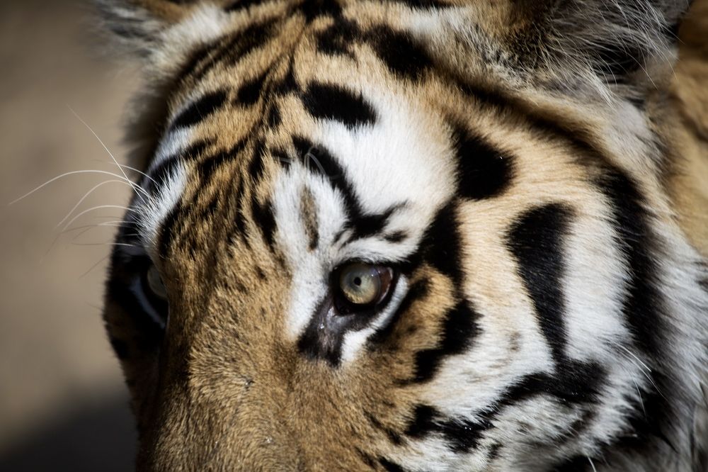 The eye of the tiger