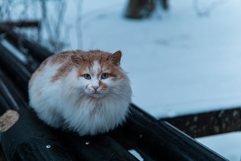 Падал прошлогодний снег
