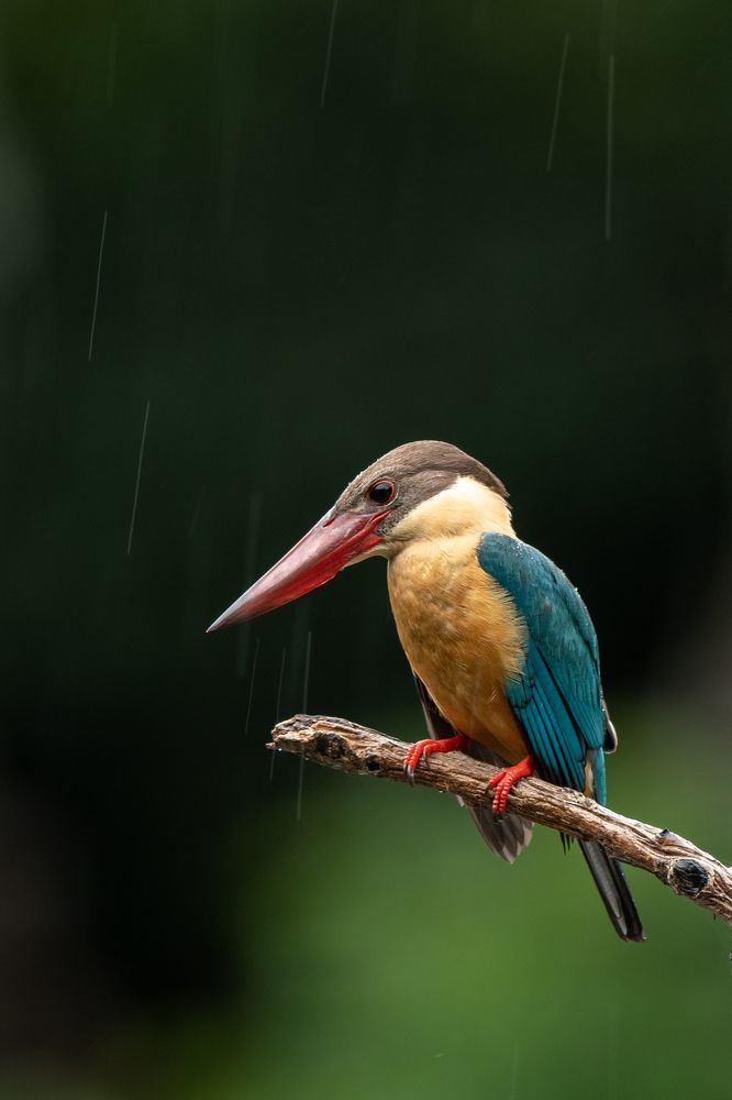 Photograph by Umesh Ranasinghe