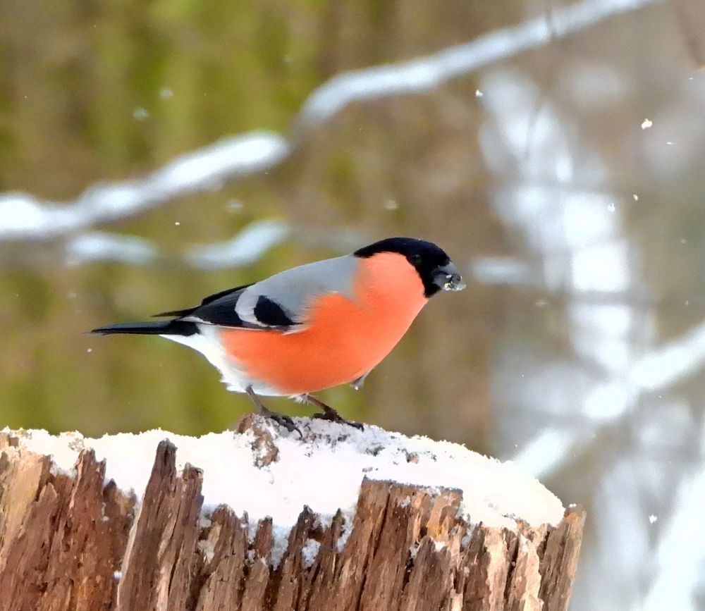 Photograph by Татьяна ТУРСКАЯ