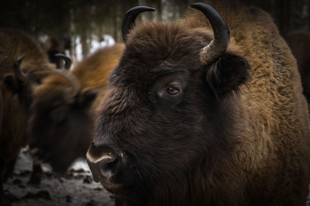 Photograph by Виктор Рыков