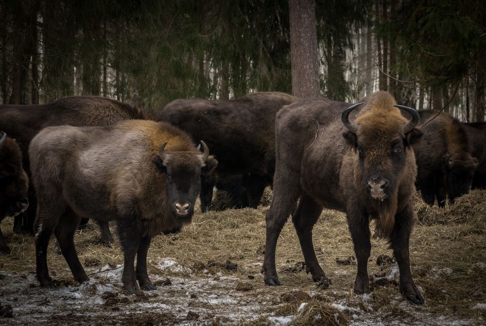 Photograph by Виктор Рыков