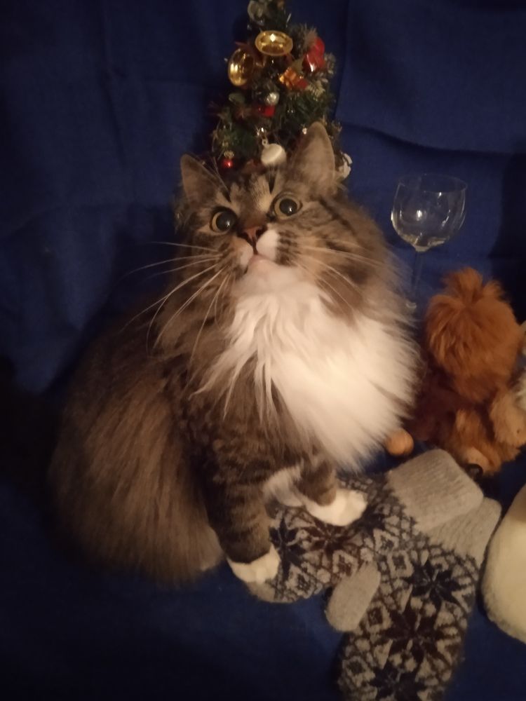 Ожидание праздника