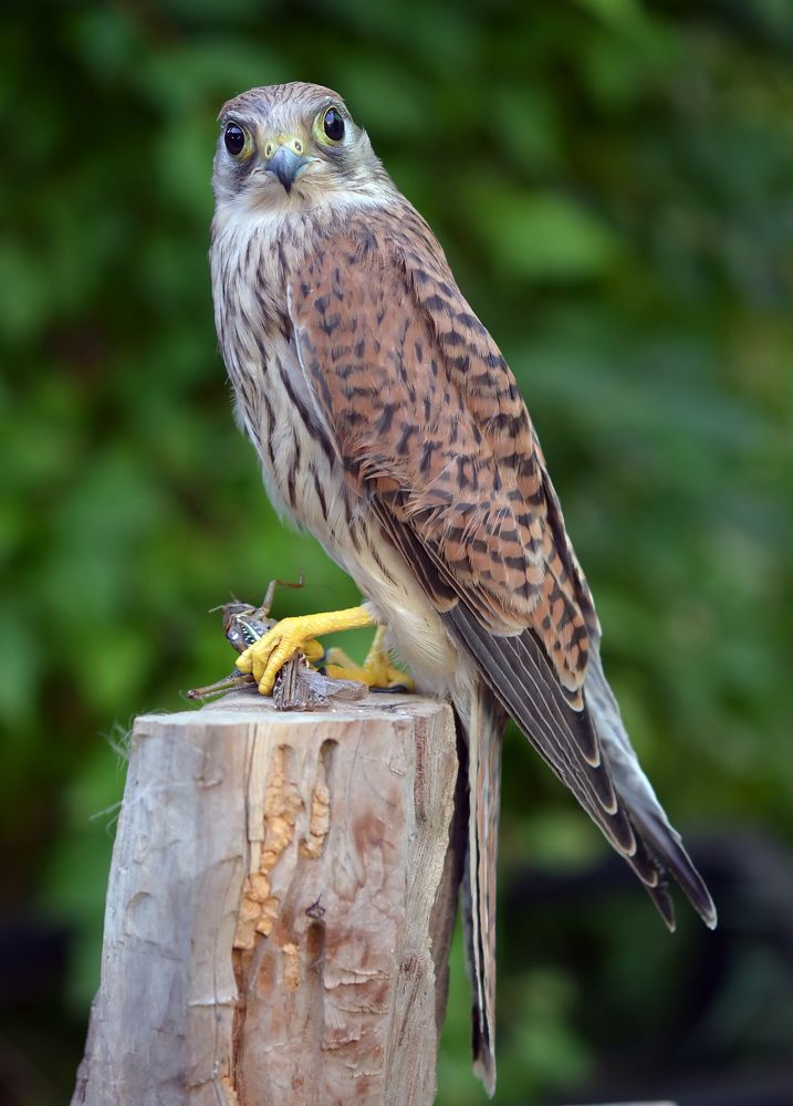 Photograph by Михаил Колтухов