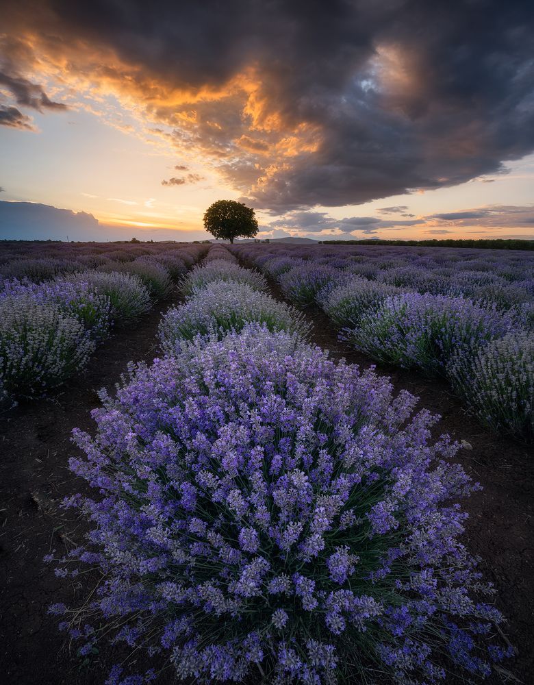 Photograph by Boyko Valchev