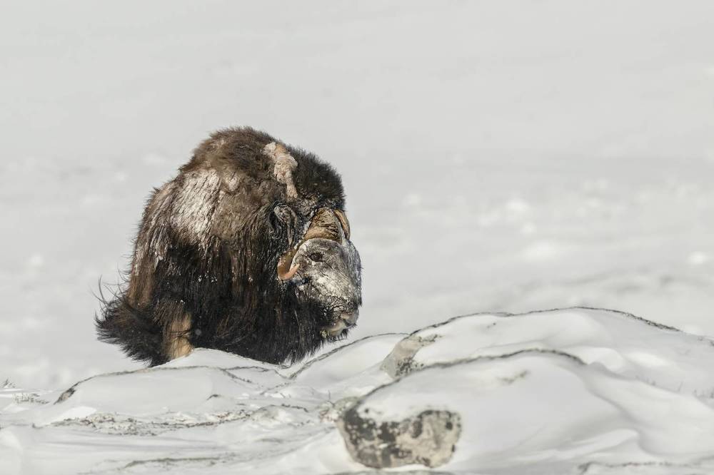 Photograph by Ernestas Balcikonis