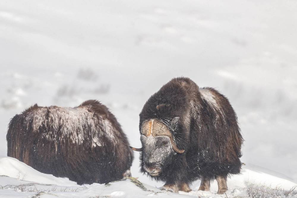 Photograph by Ernestas Balcikonis