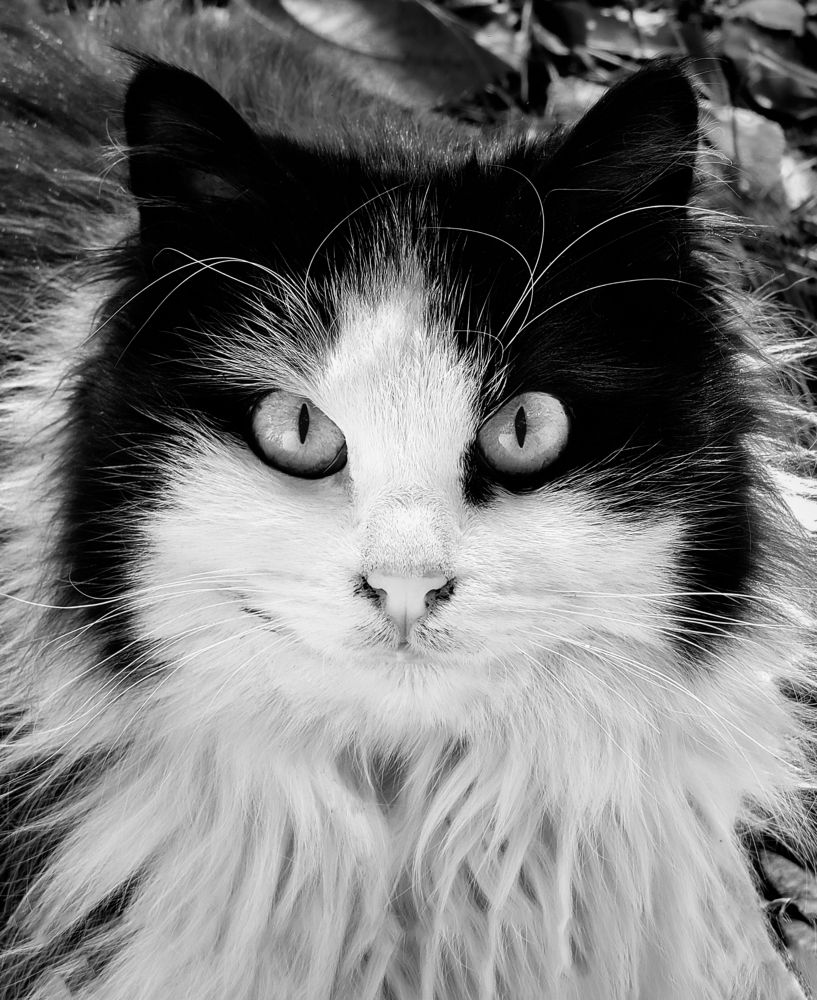 Фотография автора Mohammad Mohseni