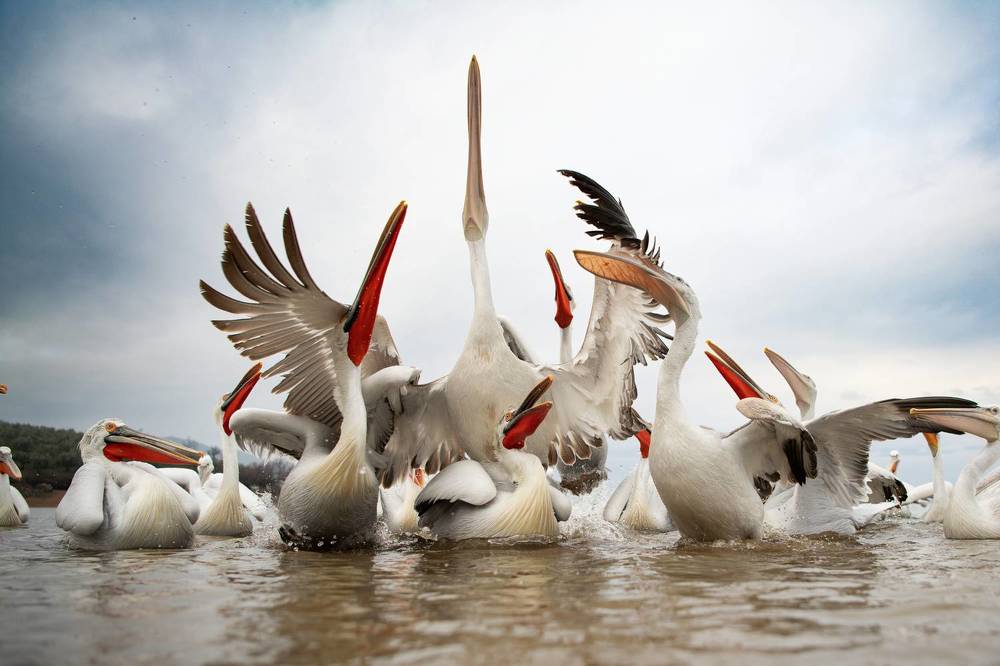 Photograph by Ernestas Balcikonis