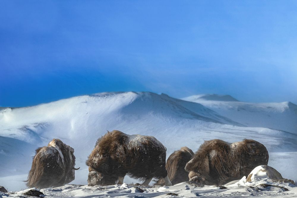 Photograph by Ernestas Balcikonis