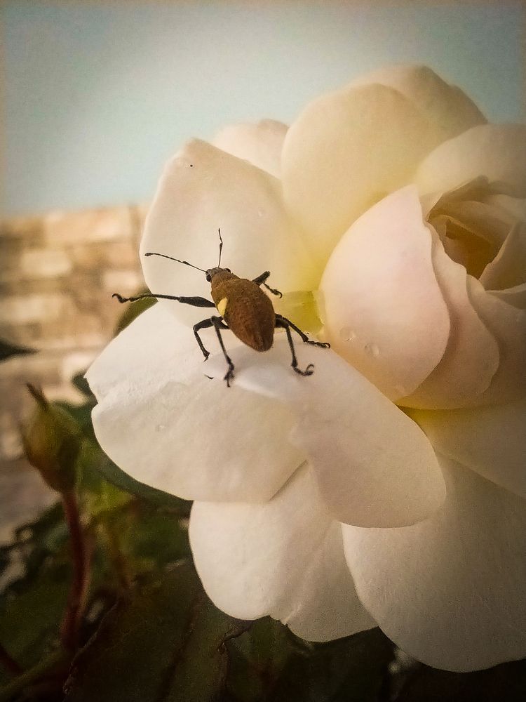 the rose and the beetle