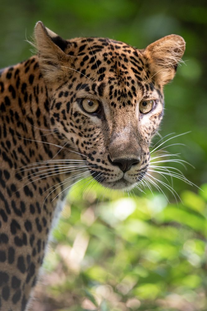 Photograph by Umesh Ranasinghe