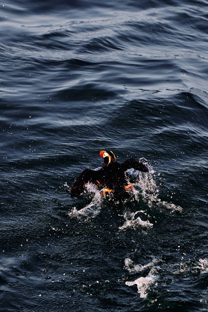 Фотография автора Evgeny Gorbunov