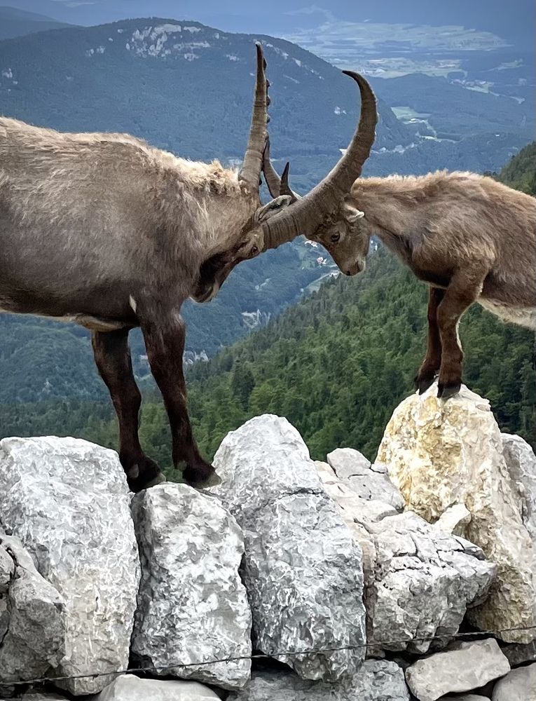 Альпийские козероги