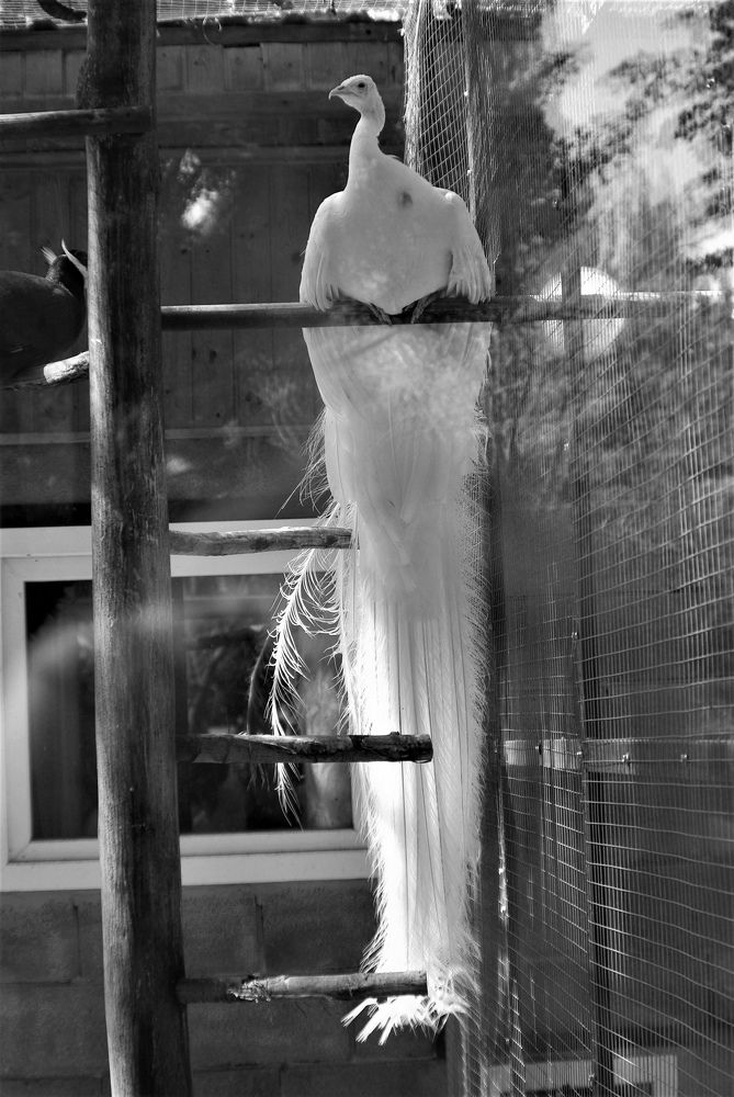 Photograph by Лилия Потравнова