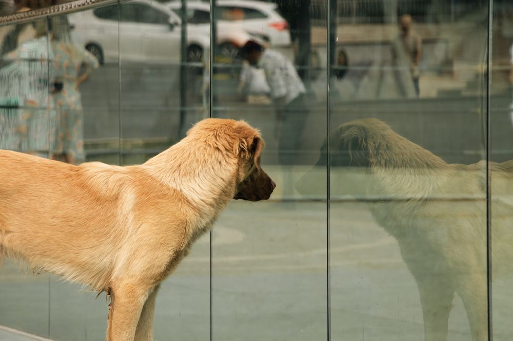 Photograph by Ekaterina Lougovaya