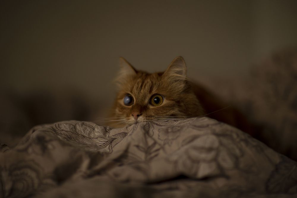 Photograph by Татьяна Мурзенко