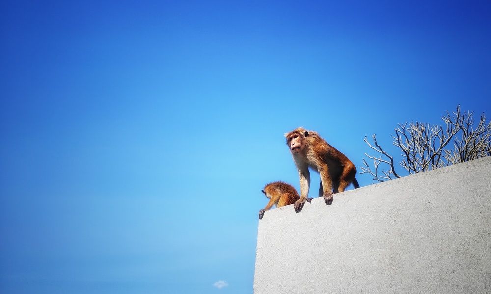 Photograph by Duminda Nadeeshan