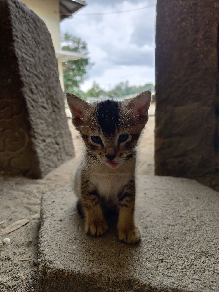 Photograph by Duminda Nadeeshan