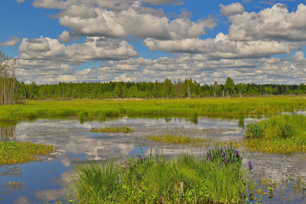 Пейзаж лета