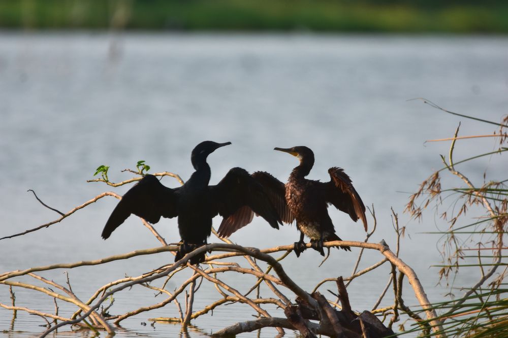 Photograph by Sathishkumar S