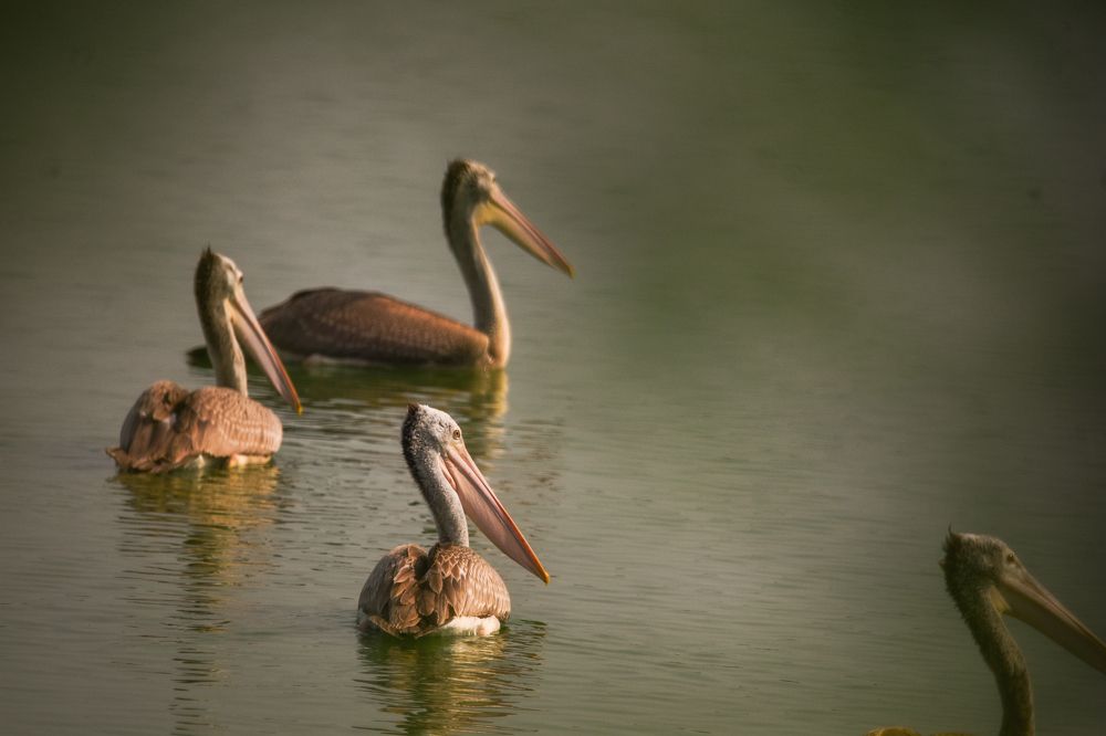 Photograph by Sathishkumar S