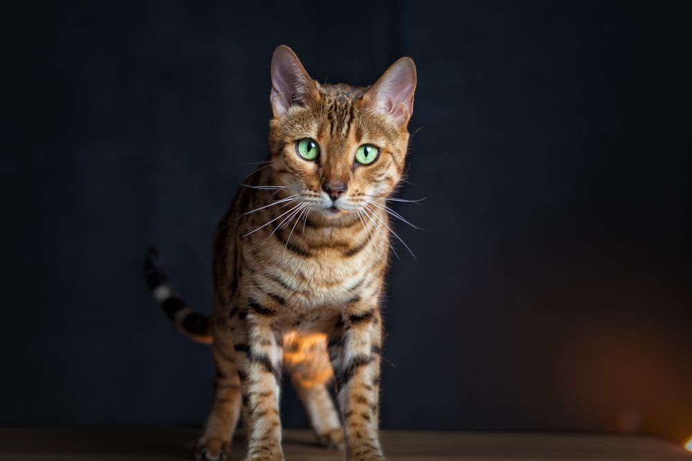 Photograph by Анастасия Рязанцева