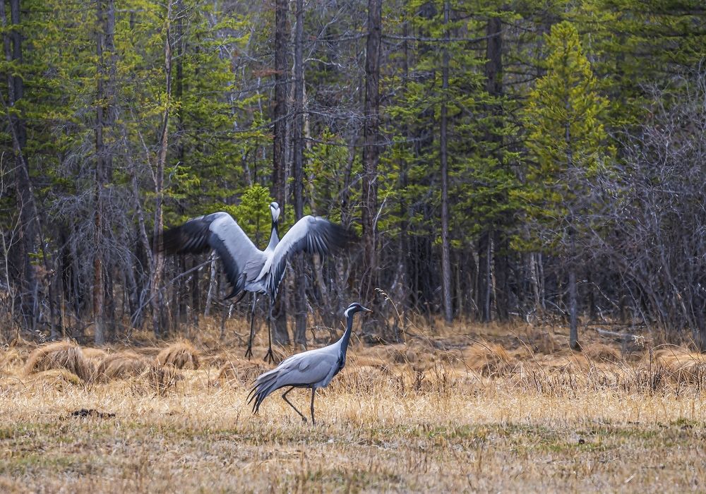 Брачные танцы