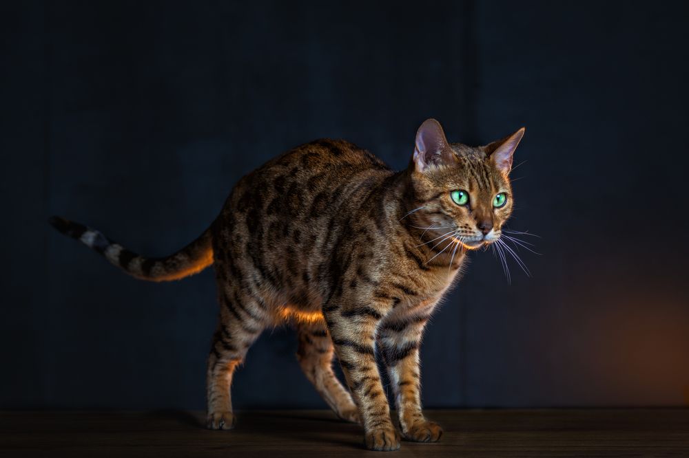 Photograph by Анастасия Рязанцева