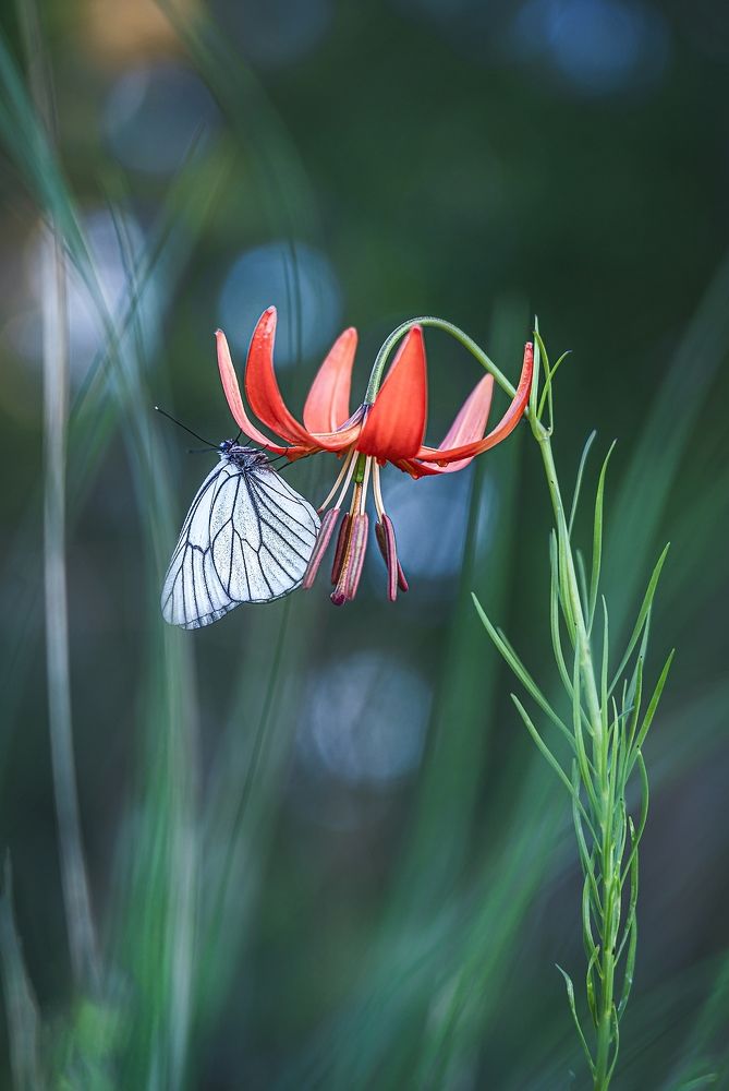 Красота под ногами